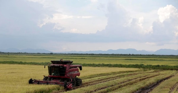 Phép màu nông nghiệp Việt tại Cuba: Một công ty tư nhân giúp tăng 350% năng suất lúa, có thể mở rộng diện tích trồng lên 5.000 ha