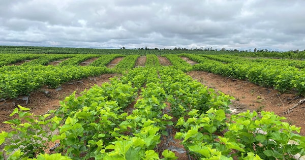 Cận cảnh bầu Đức nuôi tằm ươm tơ: Nương dâu 2.000 ha trên cao nguyên Bolaven và công thức 70 USD ‘ngon hơn tất cả các loại cây’