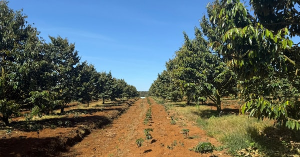 Xuất khẩu sầu riêng Việt từng sụt 69,4% vì rào cản Cadimi, Bầu Đức lộ 'át chủ bài': 1.600 ha ở Lào và kho lạnh 20.000 m² làm sầu riêng cấp đông chờ bán trái vụ giá cao hơn 50%