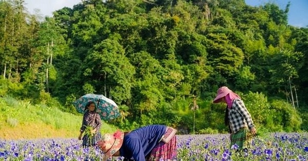 Trồng cỏ cây, một doanh nghiệp tìm ra "long mạch" chinh phục thành công thị trường hơn 10 tỷ USD ở Việt Nam