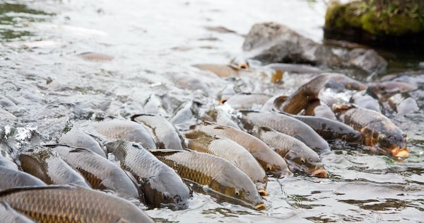 Phát minh của Trung Quốc làm rung chuyển ngành thủy sản và thực phẩm: tạo ra giống cá diếc không xương dăm, năng suất cao nhưng chi phí thấp