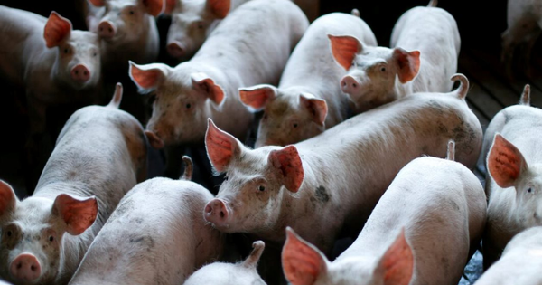 Buồn của nền kinh tế lớn nhất châu Á: Ồ ạt xây chung cư lợn nhưng dư cung khiến doanh nghiệp thua lỗ, giá thịt giảm sốc chỉ còn 1/3