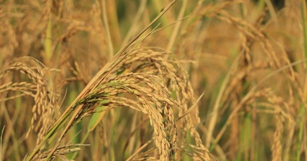 Phát minh của Trung Quốc làm rung chuyển ngành nông nghiệp: tạo siêu giống lúa lai, năng suất gấp 4 lần giống thường nhưng chi phí thấp